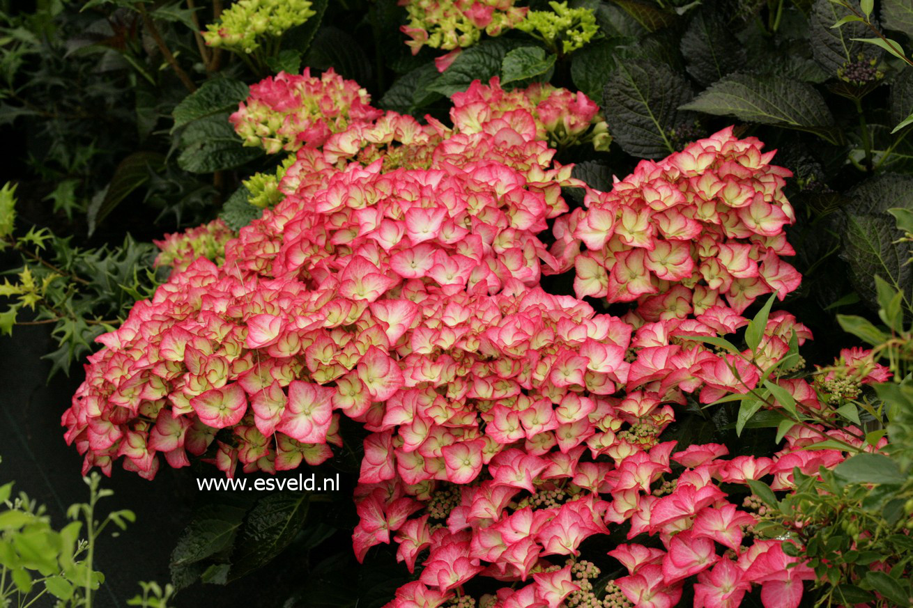 Picture and description of Hydrangea macrophylla 'Adula'