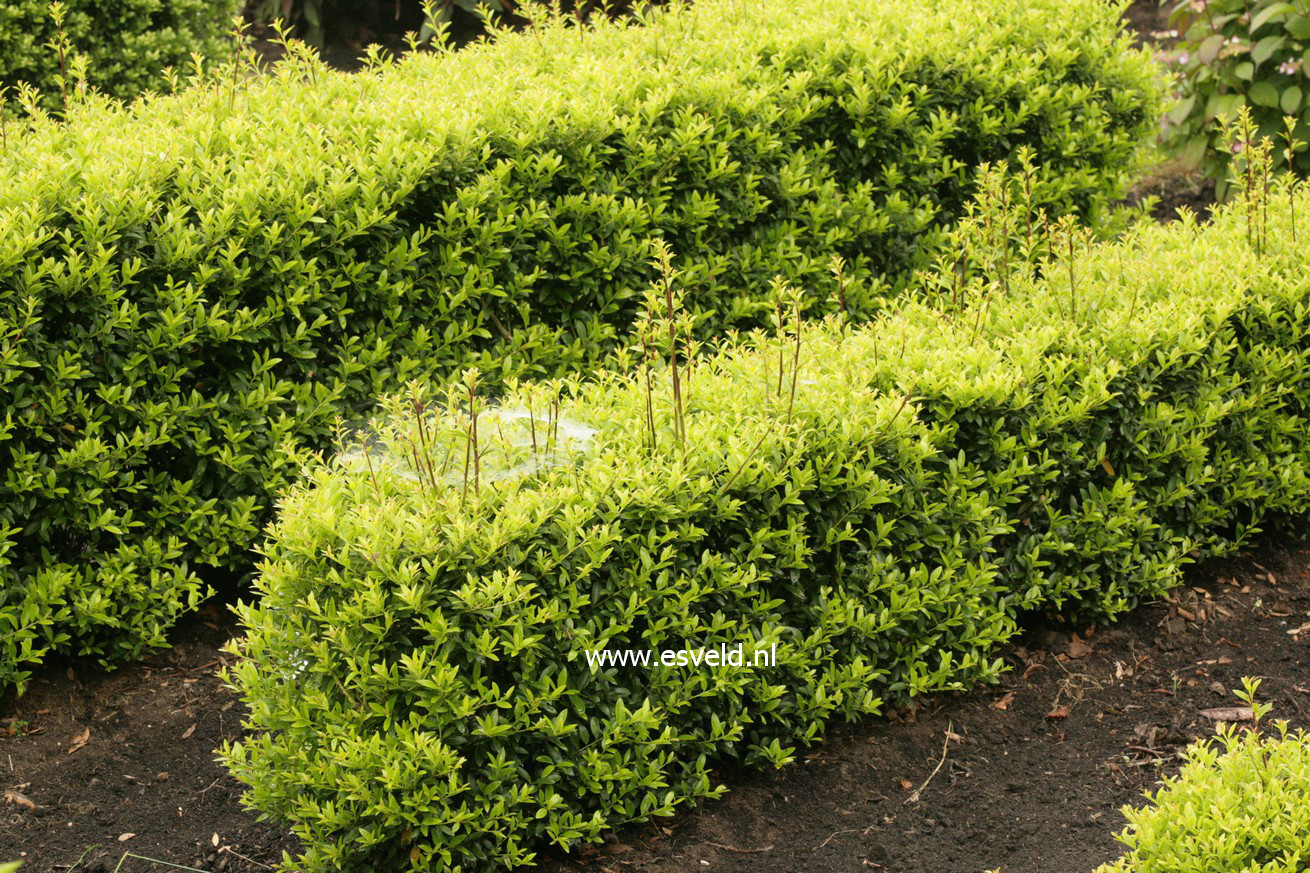 Ilex crenata 'Blondie'