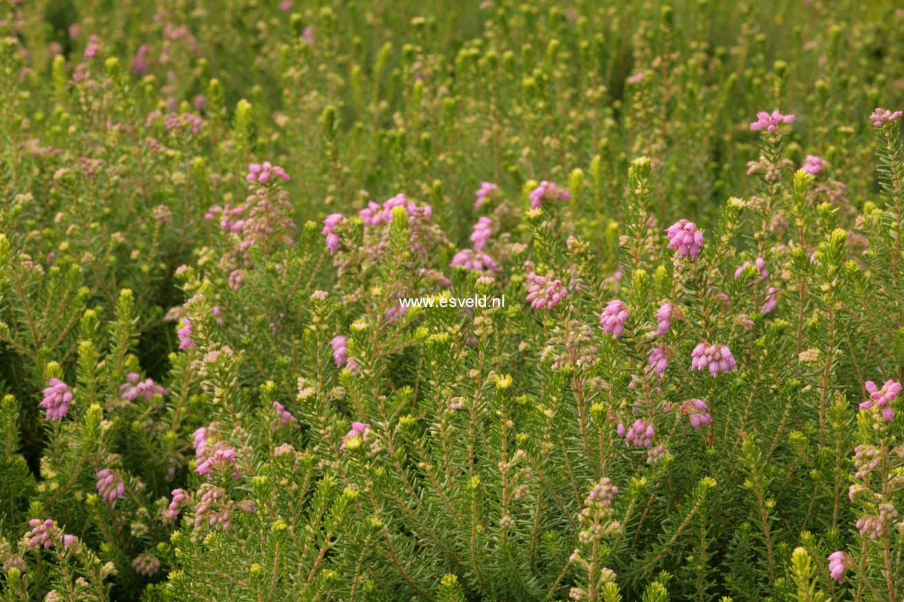 Erica williamsii 'P.D. Williams' (44295)