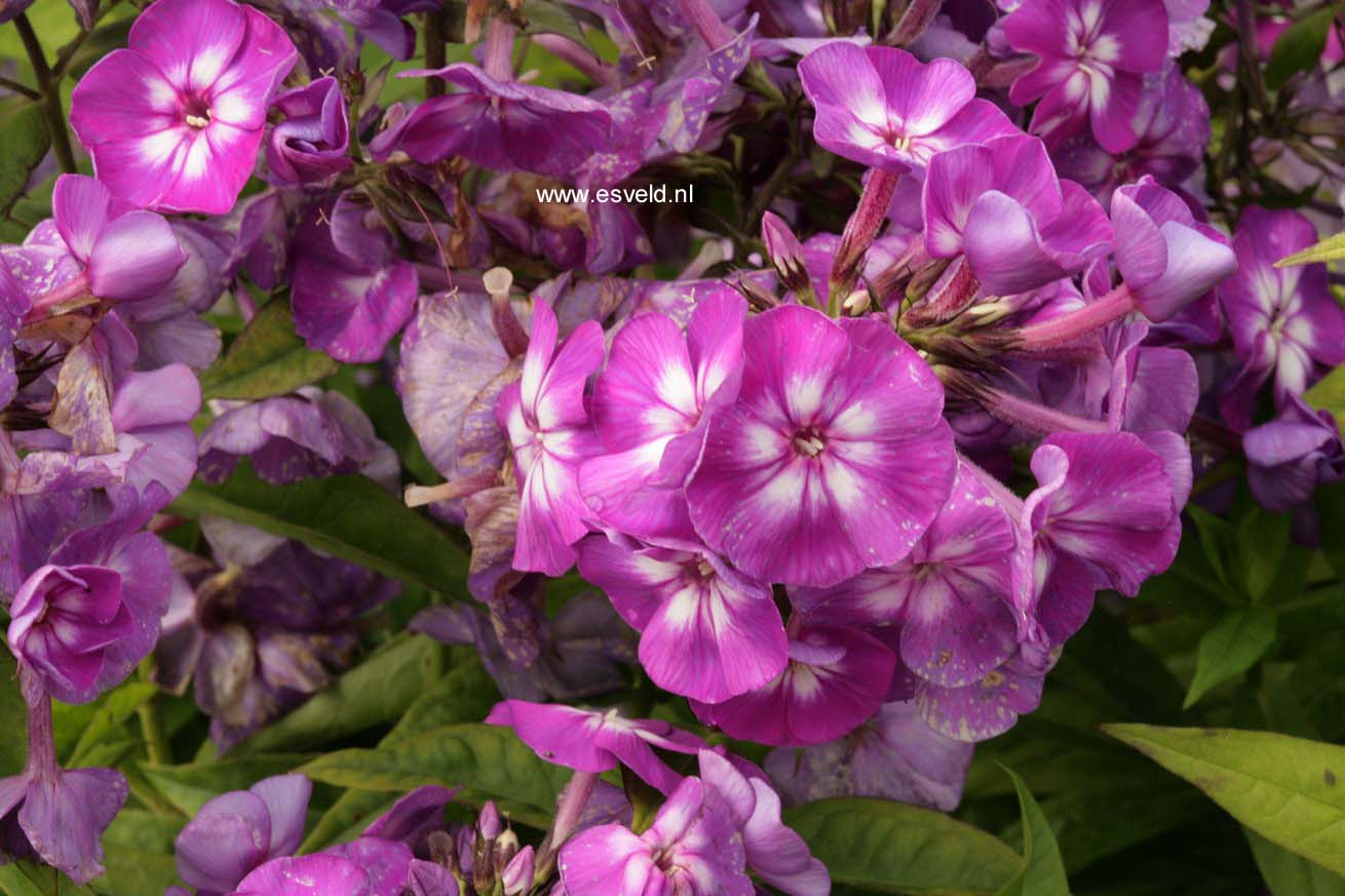 Phlox 'Purple Kiss' (Paniculata Group)