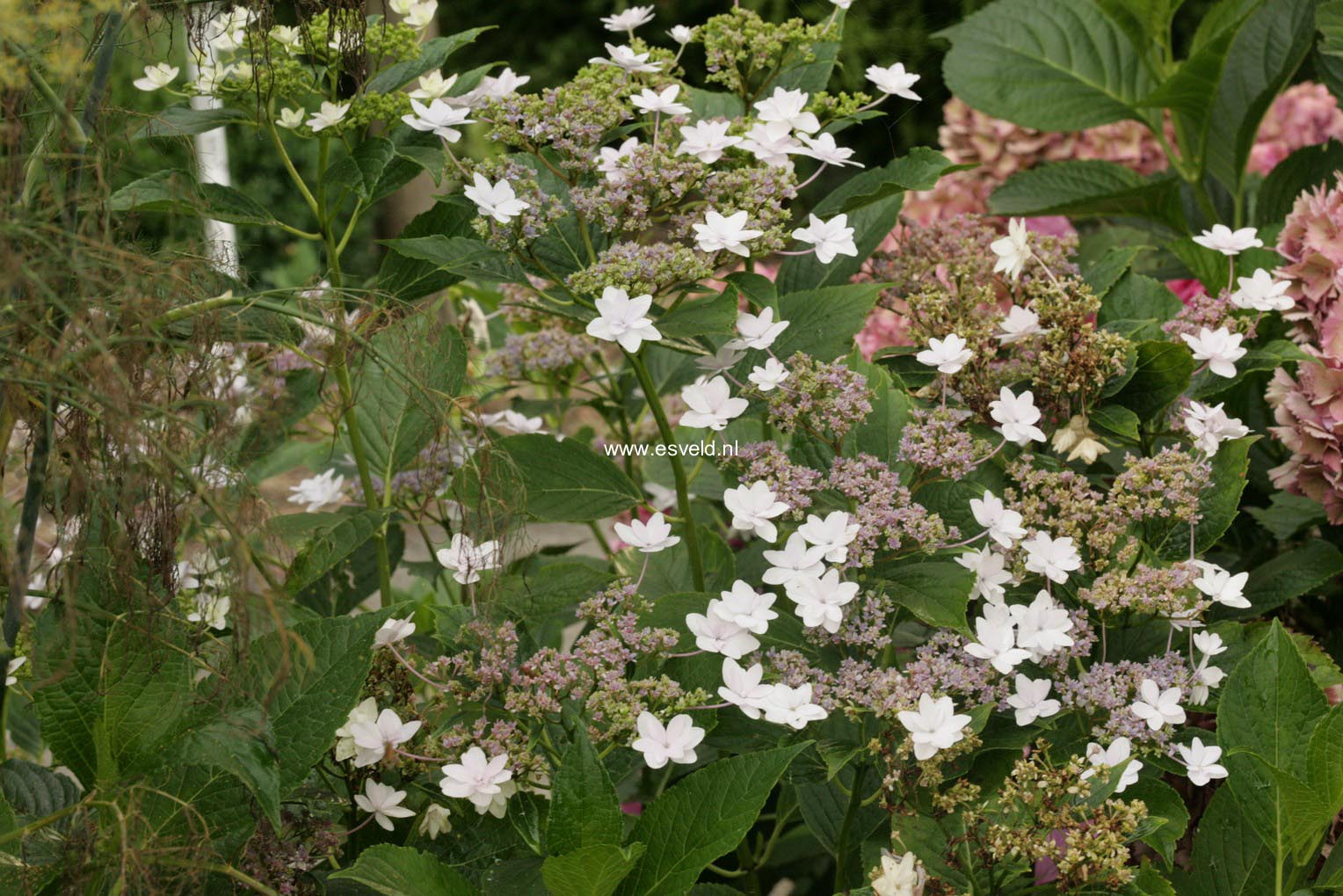 Hydrangea serrata 'Fuji Waterfall'