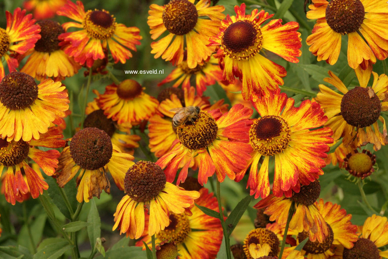 Helenium 'Feuersiegel' (46839)