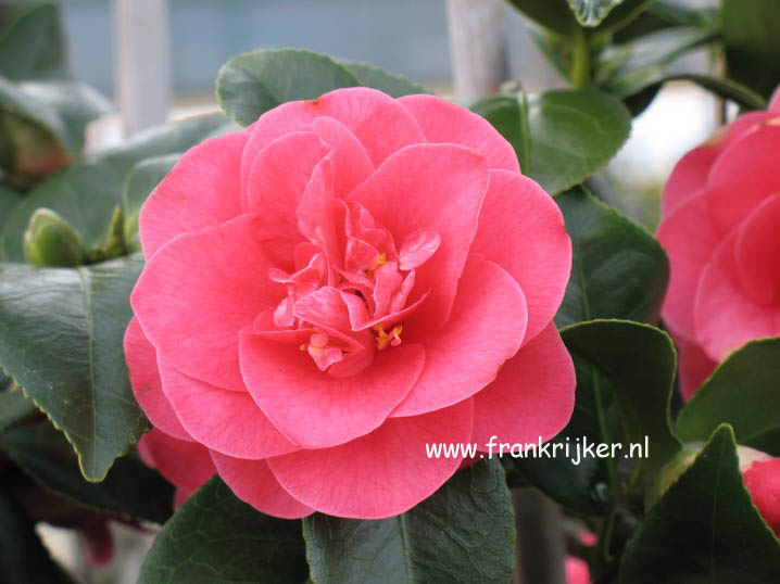Camellia japonica 'Covina' (47084)