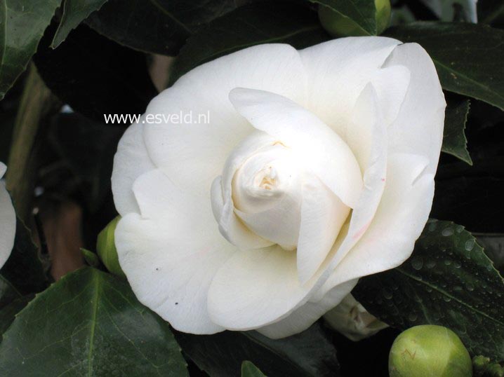 Picture and description of Camellia japonica 'Miss Lyla'