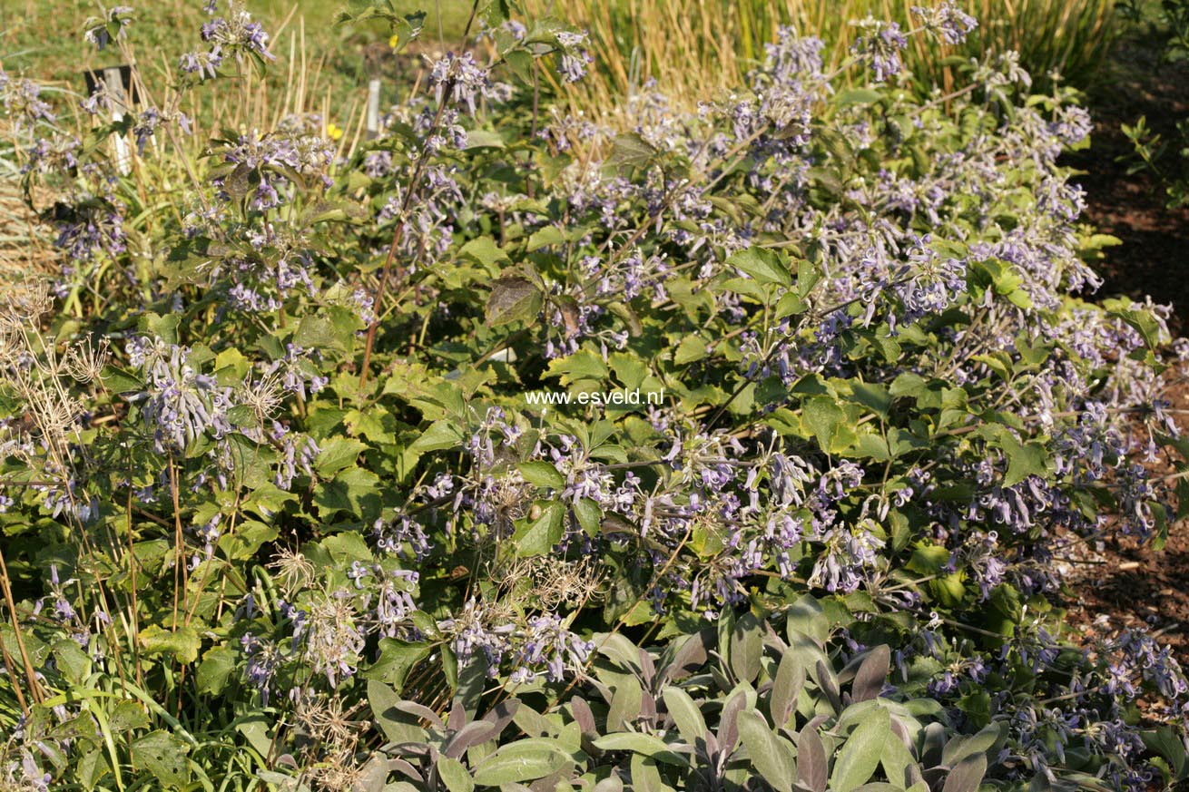 Picture and description of Clematis heracleifolia