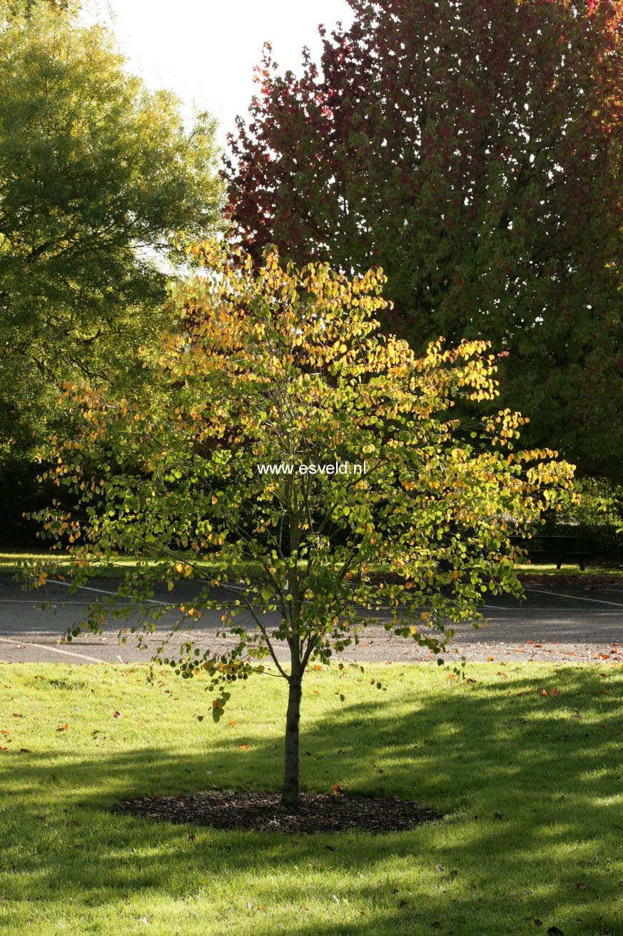 Picture and description of Cercidiphyllum japonicum 'Krukenberg Dwarf'