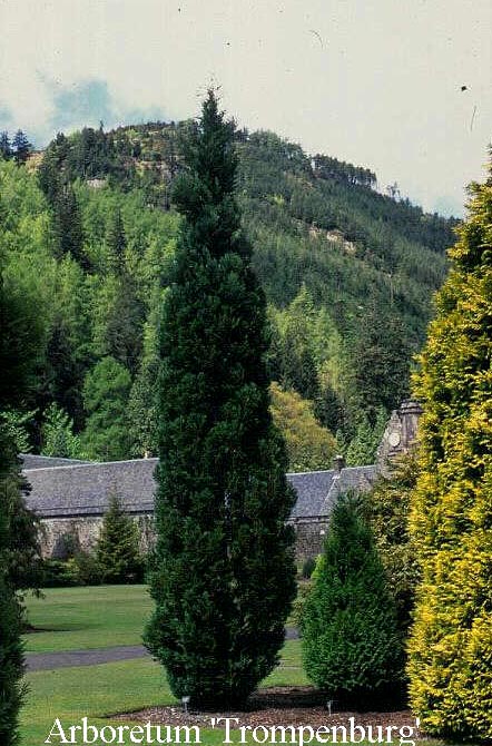 Chamaecyparis lawsoniana 'Columnaris'