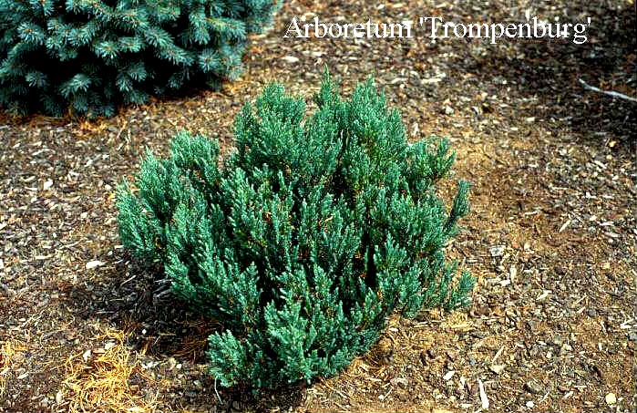Juniperus horizontalis 'Blue Forest'