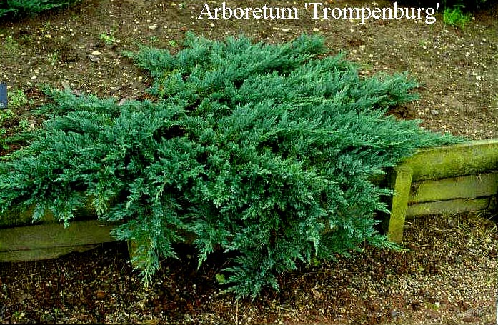 Picture and description of Juniperus sargentii Glauca - www.esveld.nl