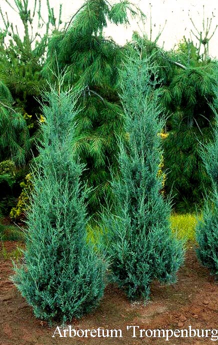 Juniperus scopulorum 'Wichita Blue'
