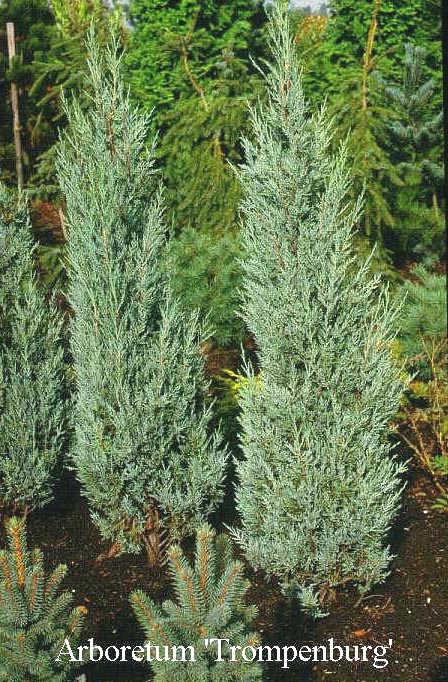 Picture and description of Juniperus virginiana 'Moonglow'