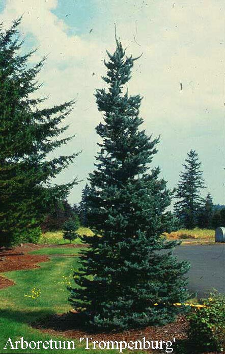 Picea pungens 'Iseli Foxtail'