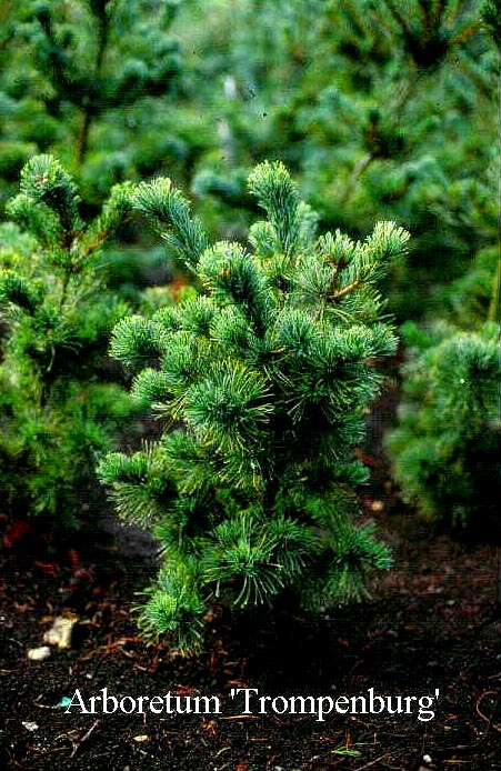 Pinus parviflora 'Gimborns Pyramid' (50416)