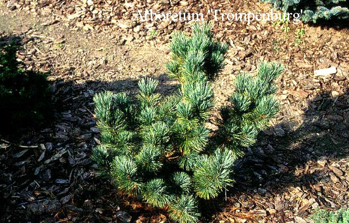 Pinus pumila 'Saentis'