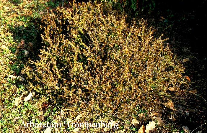 Podocarpus nivalis 'Bronze'