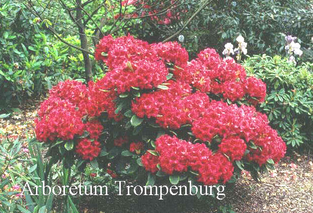 Rhododendron 'Dopey' (50734)