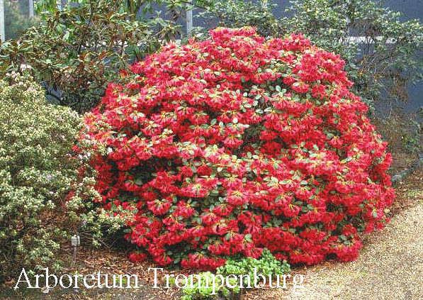 Rhododendron 'Humming Bird'