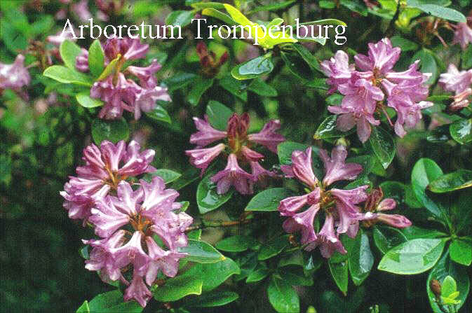 Rhododendron 'Myrtifolium' (50993)