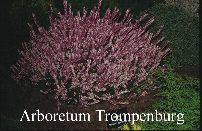Picture and description of Calluna vulgaris 'Schurig's Sensation'