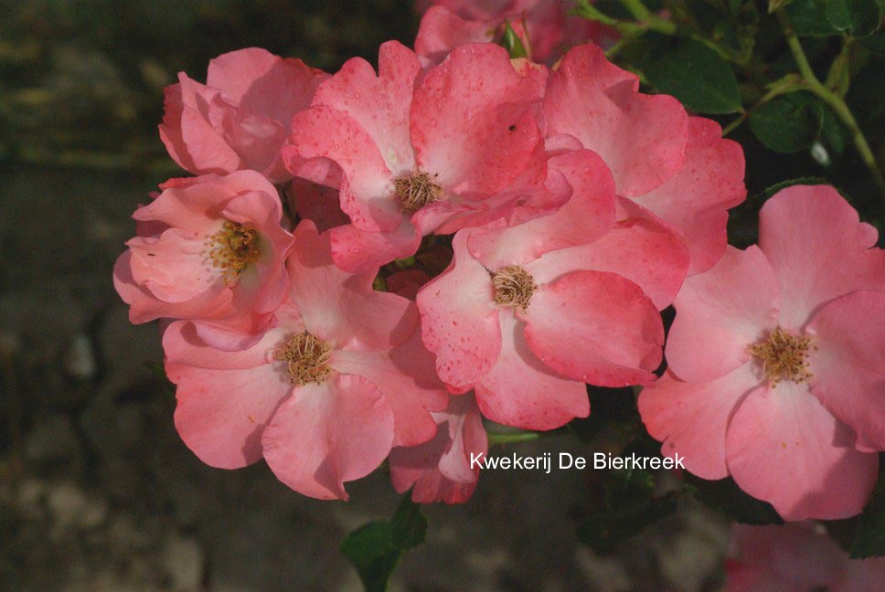 Pink blanket shrub online rose