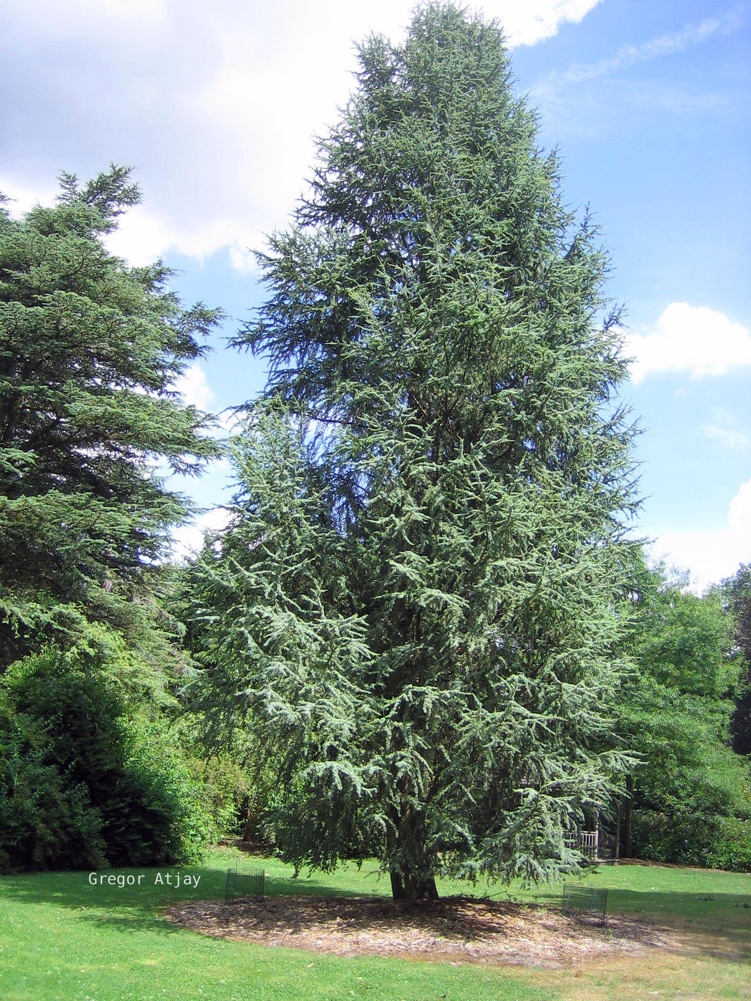 Picture and description of Cedrus libani 'Glauca Fastigiata'