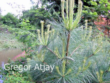 Pinus strobus 'Edel' (53473)