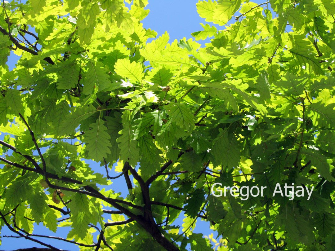 Quercus frainetto 'Hungarian Crown'