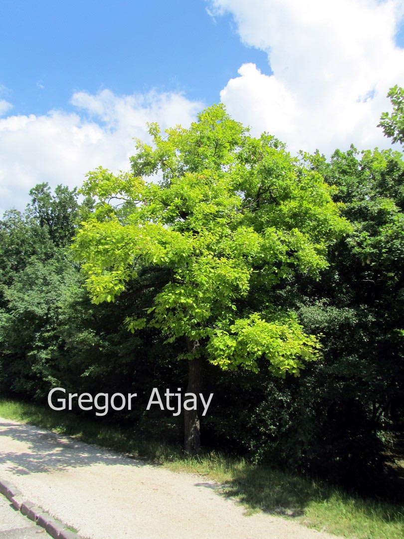 Quercus frainetto 'Hungarian Crown'