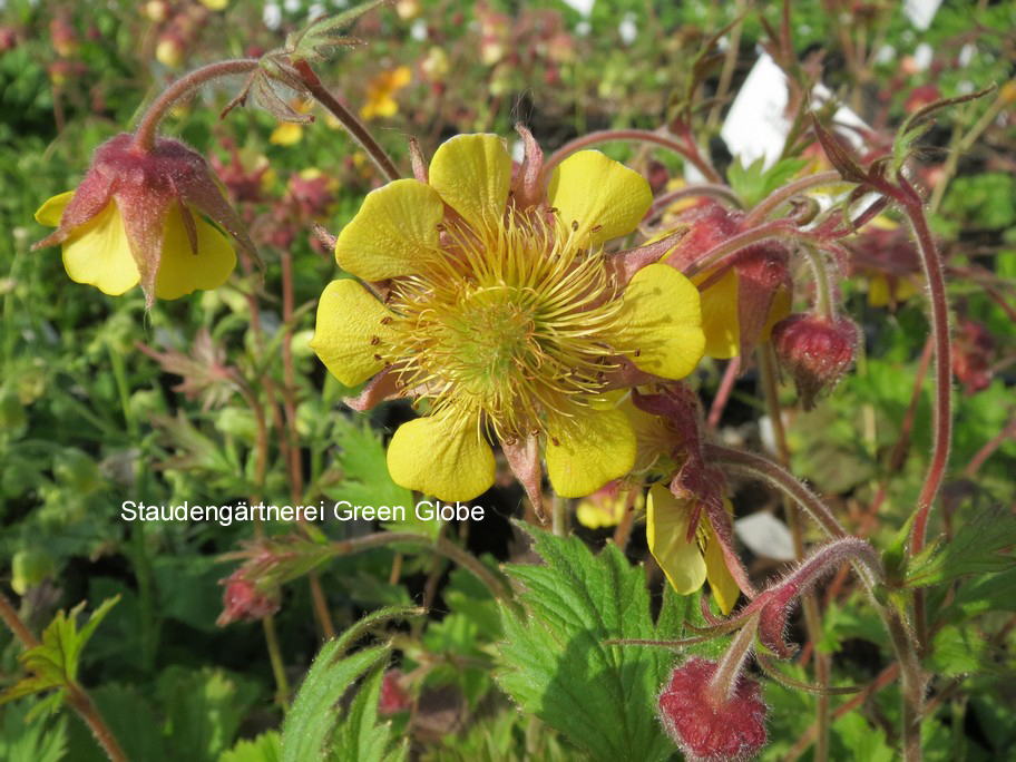 Geum 'Dusky Yellow' (53871)