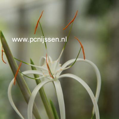 Hymenocallis harrisiana