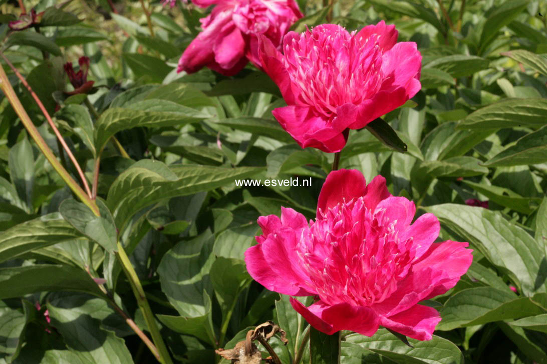 Paeonia 'Ruth Clay'