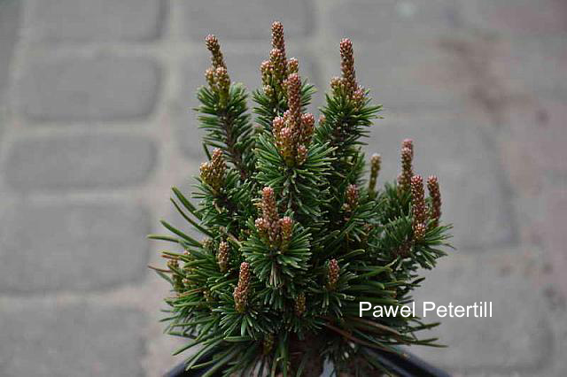 Pinus mugo 'Prof. Scholz'