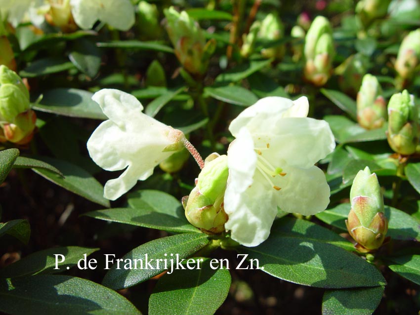 Rhododendron 'Towhead' (60129)