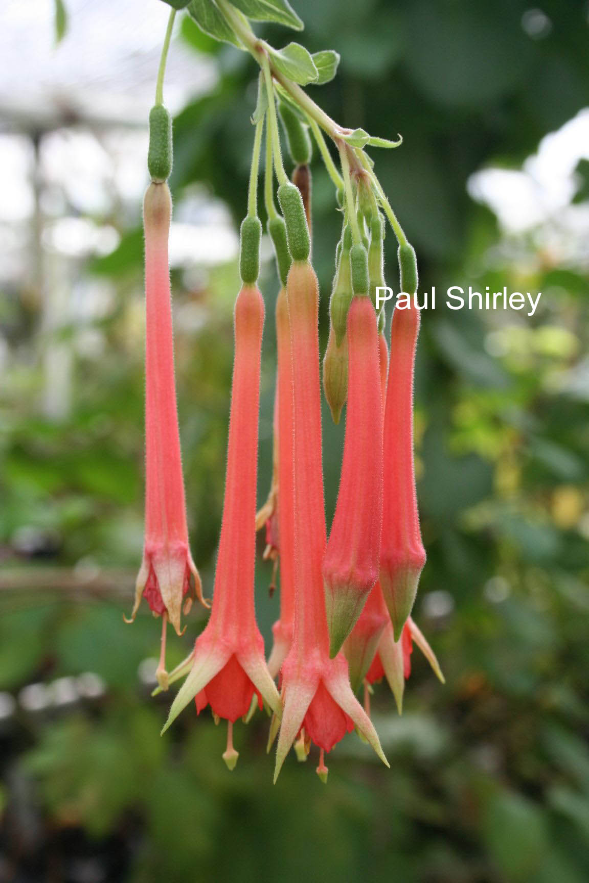 Fuchsia fulgens