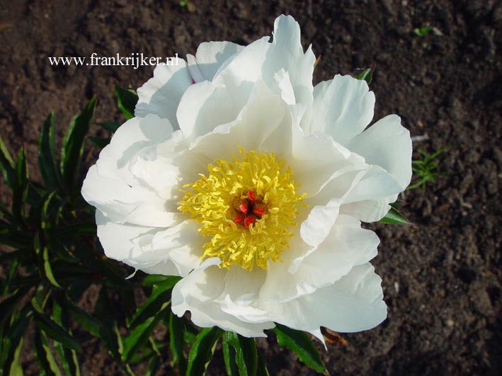 Picture and description of Paeonia 'White Wings'