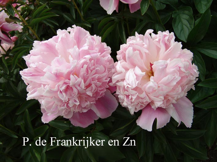 Picture and description of Paeonia 'Lady Anna'