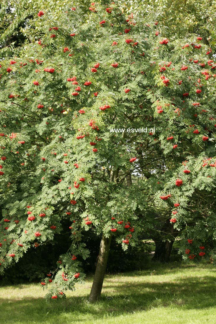 Picture and description of Sorbus pohuashanensis