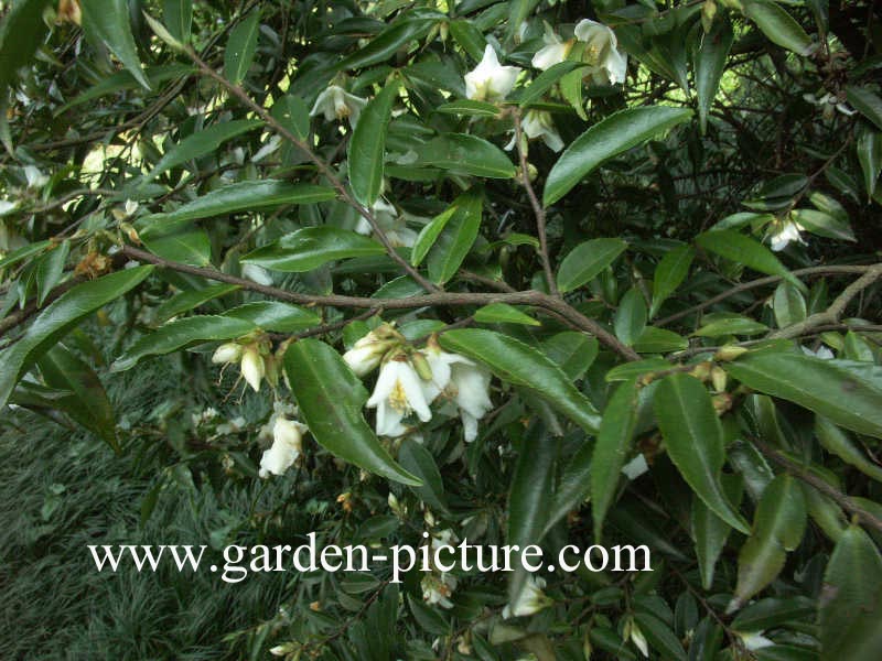 Picture and description of Camellia salicifolia