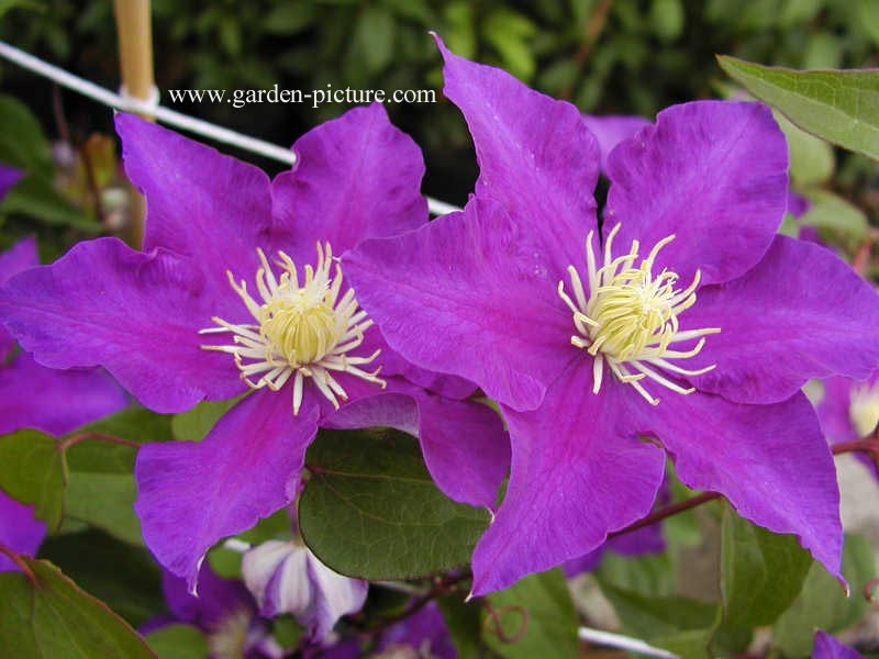 Clematis 'Kamila' (66824)