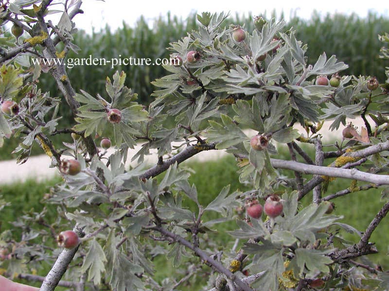 Crataegus orientalis (67162)