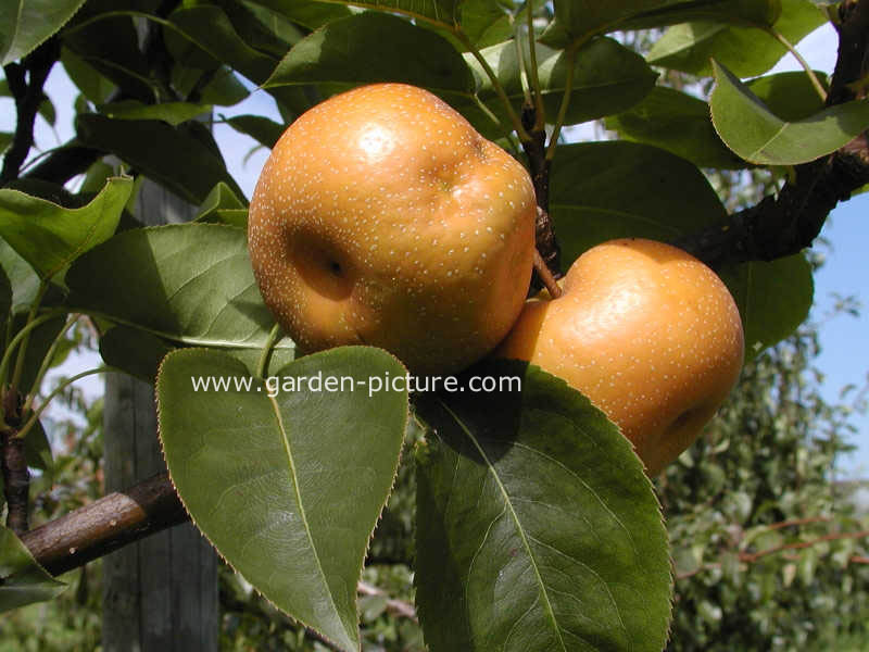 Pyrus pyrifolia 'Chojuro'