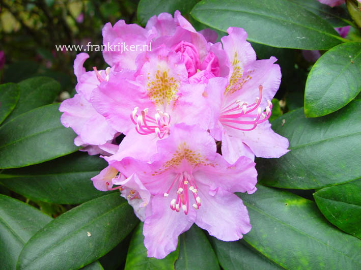 Rhododendron 'Allah'