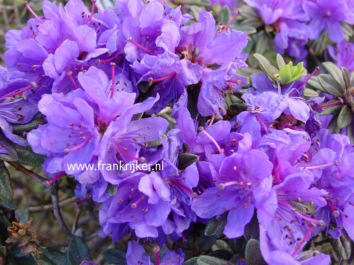 Rhododendron 'Sacko' (69127)