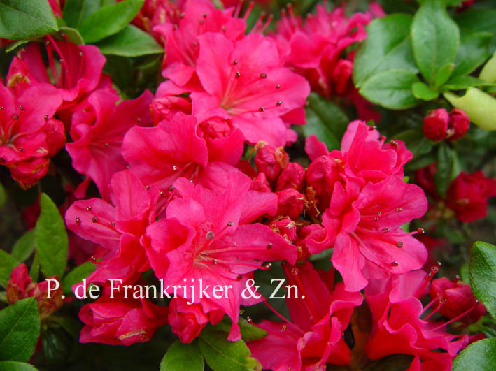 Picture and description of Azalea 'Noriko' (GEISHA KARMIN)