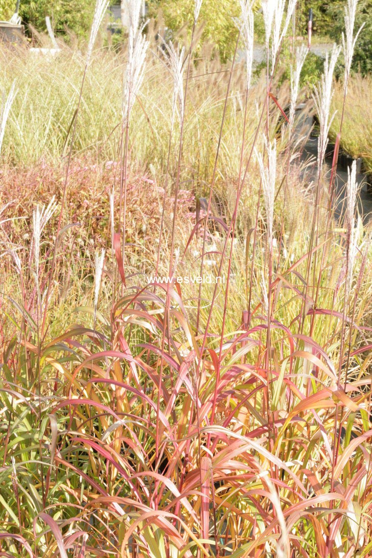 Miscanthus sinensis 'Rosita' (76708)