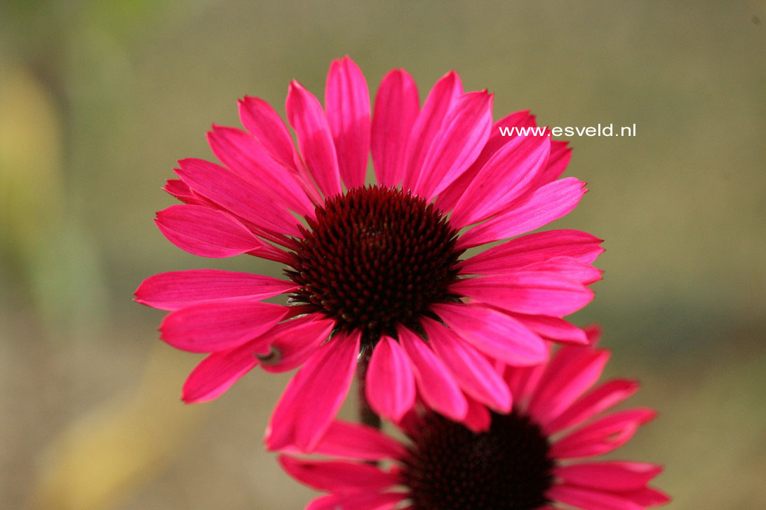 Picture and description of Echinacea purpurea 'Summer Cloud'