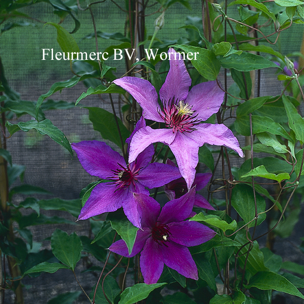 Clematis 'Natascha' (77025)