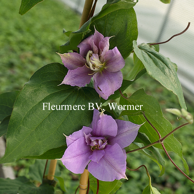 Clematis 'Yvette Houry' (77060)