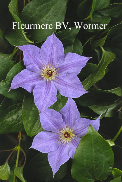 Clematis 'Hybrida Sieboldii' (77109)