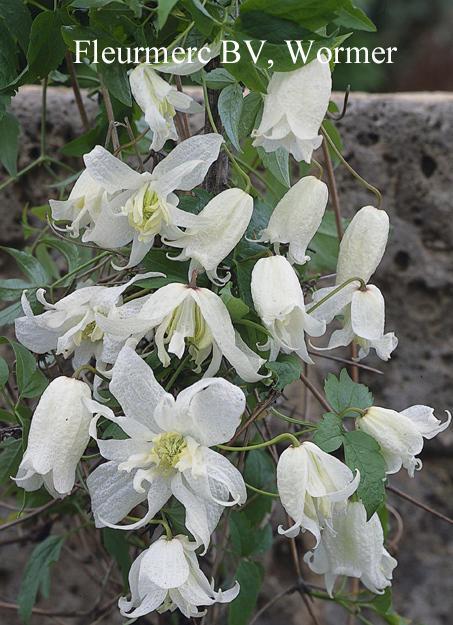 Clematis 'White Swan'